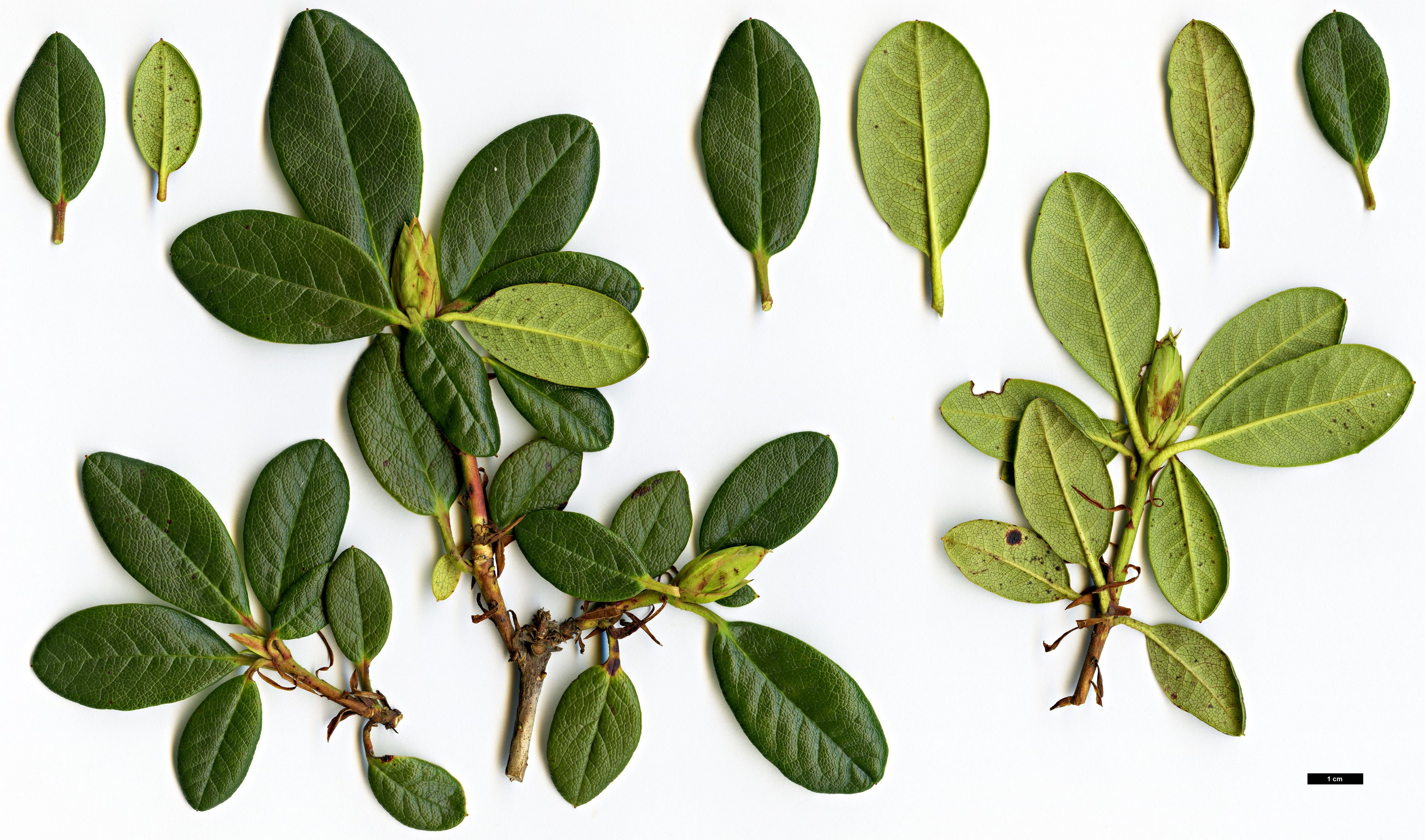High resolution image: Family: Ericaceae - Genus: Rhododendron - Taxon: chamaethomsonii - SpeciesSub: var. chamaethauma High resolution image: Family: Ericaceae - Genus: Rhododendron - Taxon: chamaethomsonii - SpeciesSub: var. chamaethauma